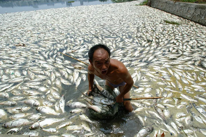 Tổng Hợp Hình Ảnh Cá Chết Hàng Loạt Và Nguyên Nhân Dành Cho Người Nuôi Cá Tổng Hợp Hình Ảnh Cá Chết Hàng Loạt Và Nguyên Nhân Dành Cho Người Nuôi Cá