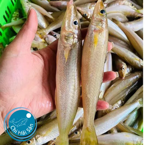 Khám Phá Hình Ảnh Và Đặc Điểm Cá Đục Cho Bà Nội Trợ Khác Với Cá Bống Nước Ngọt Khám Phá Hình Ảnh Và Đặc Điểm Cá Đục Cho Bà Nội Trợ Khác Với Cá Bống Nước Ngọt