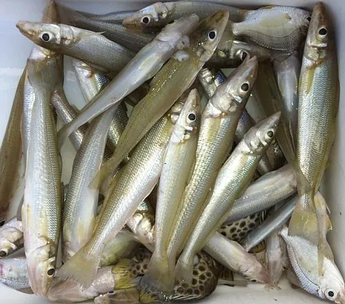 Khám Phá Hình Ảnh Và Đặc Điểm Cá Đục Cho Bà Nội Trợ Khác Với Cá Bống Nước Ngọt Khám Phá Hình Ảnh Và Đặc Điểm Cá Đục Cho Bà Nội Trợ Khác Với Cá Bống Nước Ngọt