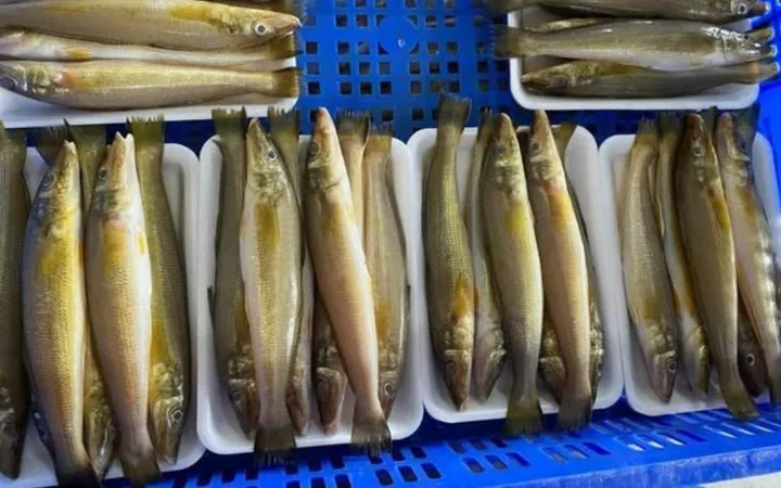 Khám Phá Hình Ảnh Và Đặc Điểm Cá Đục Cho Bà Nội Trợ Khác Với Cá Bống Nước Ngọt Khám Phá Hình Ảnh Và Đặc Điểm Cá Đục Cho Bà Nội Trợ Khác Với Cá Bống Nước Ngọt