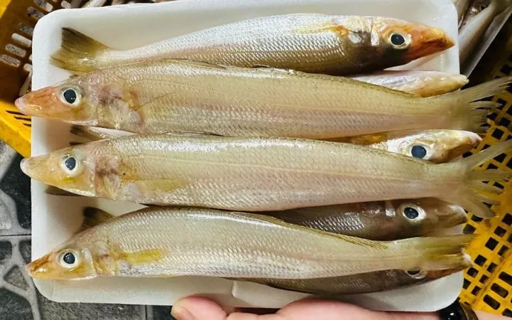 Khám Phá Hình Ảnh Và Đặc Điểm Cá Đục Cho Bà Nội Trợ Khác Với Cá Bống Nước Ngọt Khám Phá Hình Ảnh Và Đặc Điểm Cá Đục Cho Bà Nội Trợ Khác Với Cá Bống Nước Ngọt