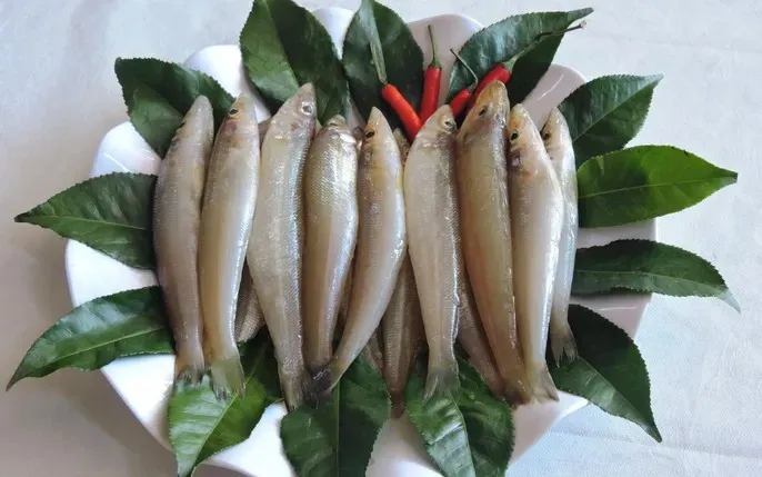 Khám Phá Hình Ảnh Và Đặc Điểm Cá Đục Cho Bà Nội Trợ Khác Với Cá Bống Nước Ngọt Khám Phá Hình Ảnh Và Đặc Điểm Cá Đục Cho Bà Nội Trợ Khác Với Cá Bống Nước Ngọt