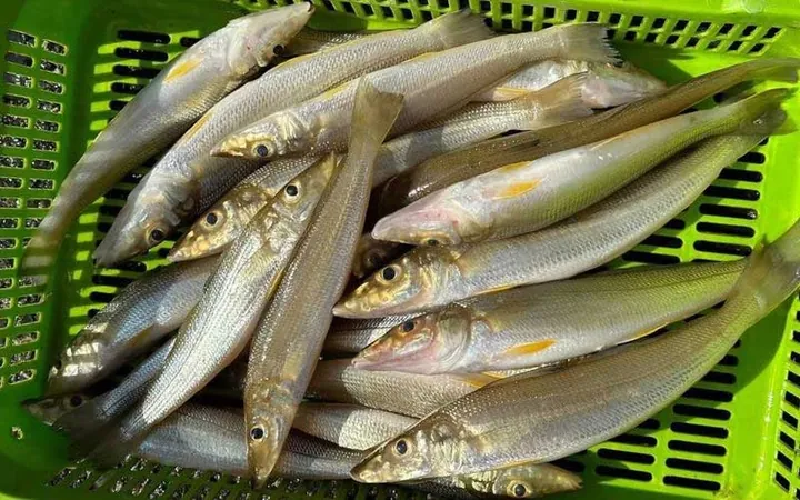Khám Phá Hình Ảnh Và Đặc Điểm Cá Đục Cho Bà Nội Trợ Khác Với Cá Bống Nước Ngọt Khám Phá Hình Ảnh Và Đặc Điểm Cá Đục Cho Bà Nội Trợ Khác Với Cá Bống Nước Ngọt