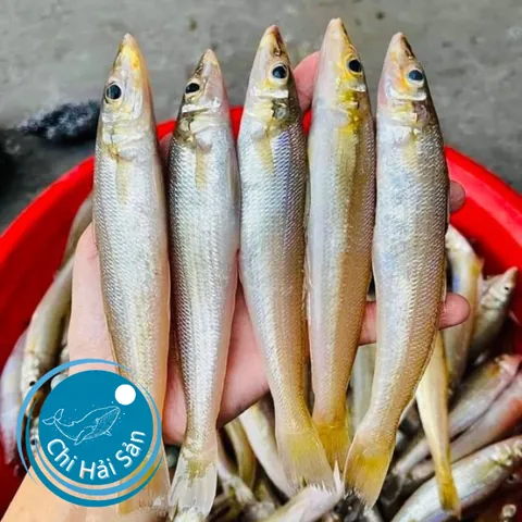 Khám Phá Hình Ảnh Và Đặc Điểm Cá Đục Cho Bà Nội Trợ Khác Với Cá Bống Nước Ngọt Khám Phá Hình Ảnh Và Đặc Điểm Cá Đục Cho Bà Nội Trợ Khác Với Cá Bống Nước Ngọt