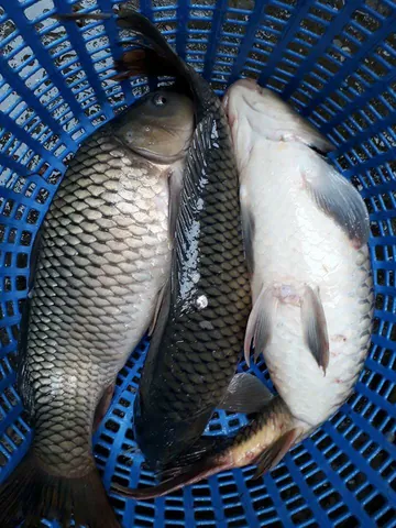Khám Phá Hình Ảnh Cá Giòn Cho Người Nội Trợ Qua So Sánh Với Cá Thường Khám Phá Hình Ảnh Cá Giòn Cho Người Nội Trợ Qua So Sánh Với Cá Thường
