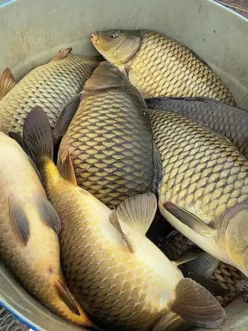 Khám Phá Hình Ảnh Cá Giòn Cho Người Nội Trợ Qua So Sánh Với Cá Thường Khám Phá Hình Ảnh Cá Giòn Cho Người Nội Trợ Qua So Sánh Với Cá Thường