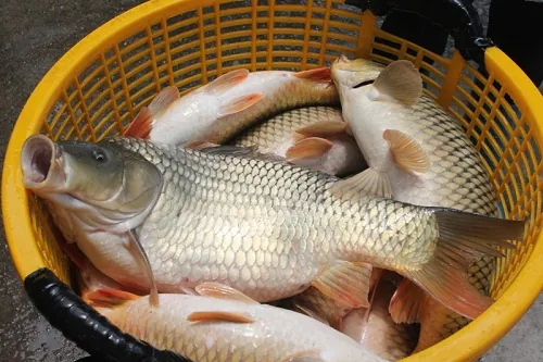 Khám Phá Hình Ảnh Cá Giòn Cho Người Nội Trợ Qua So Sánh Với Cá Thường Khám Phá Hình Ảnh Cá Giòn Cho Người Nội Trợ Qua So Sánh Với Cá Thường