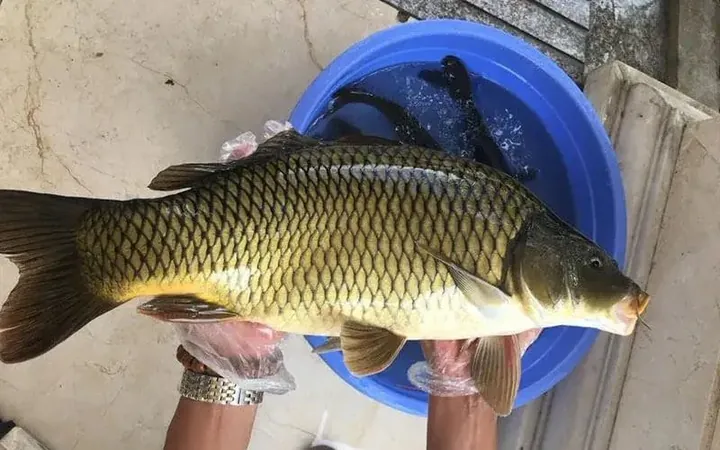 Khám Phá Hình Ảnh Cá Giòn Cho Người Nội Trợ Qua So Sánh Với Cá Thường Khám Phá Hình Ảnh Cá Giòn Cho Người Nội Trợ Qua So Sánh Với Cá Thường