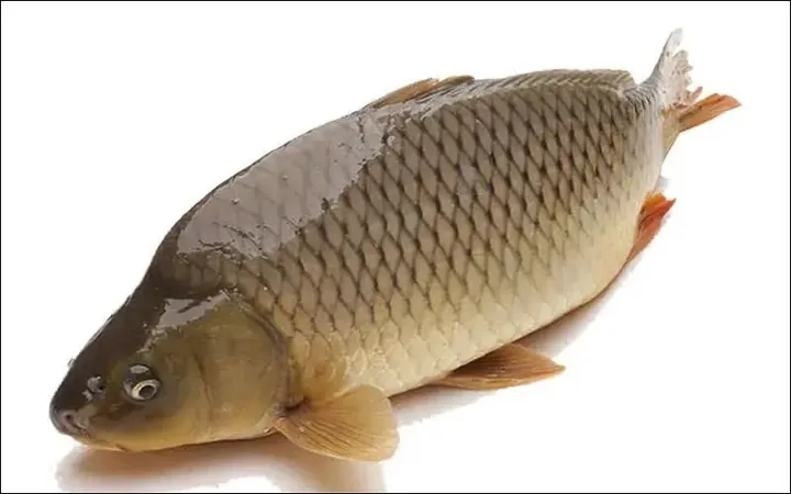 Khám Phá Hình Ảnh Cá Giòn Cho Người Nội Trợ Qua So Sánh Với Cá Thường Khám Phá Hình Ảnh Cá Giòn Cho Người Nội Trợ Qua So Sánh Với Cá Thường