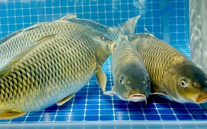 Khám Phá Hình Ảnh Cá Giòn Cho Người Nội Trợ Qua So Sánh Với Cá Thường Khám Phá Hình Ảnh Cá Giòn Cho Người Nội Trợ Qua So Sánh Với Cá Thường