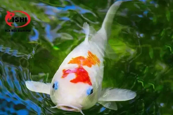 Khám Phá Hình Ảnh Cá Lồi: Nhận Diện Đặc Điểm Và Phân Biệt Với Cá Đuối Cho Du Khách & Người Yêu Ẩm Thực