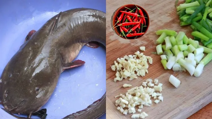 Xem Hình Ảnh Cá Ngát: Cách Nhận Diện Loài Cá Da Trơn Phân Biệt Với Cá Trê Cho Người Nội Trợ Xem Hình Ảnh Cá Ngát: Cách Nhận Diện Loài Cá Da Trơn Phân Biệt Với Cá Trê Cho Người Nội Trợ