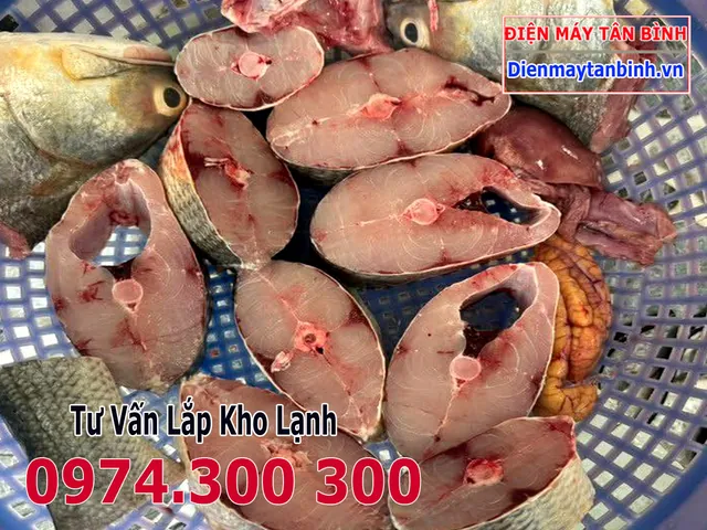 Xem Hình Ảnh Và Đặc Điểm Nhận Diện Cá Nhụ (cá Chéc) Cho Người Nội Trợ Xem Hình Ảnh Và Đặc Điểm Nhận Diện Cá Nhụ (cá Chéc) Cho Người Nội Trợ