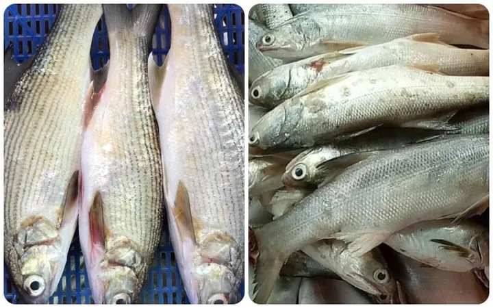 Xem Hình Ảnh Và Đặc Điểm Nhận Diện Cá Nhụ (cá Chéc) Cho Người Nội Trợ Xem Hình Ảnh Và Đặc Điểm Nhận Diện Cá Nhụ (cá Chéc) Cho Người Nội Trợ