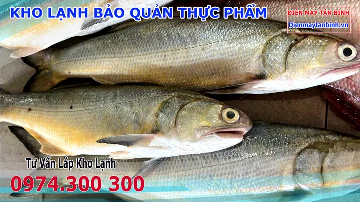 Xem Hình Ảnh Và Đặc Điểm Nhận Diện Cá Nhụ (cá Chéc) Cho Người Nội Trợ Xem Hình Ảnh Và Đặc Điểm Nhận Diện Cá Nhụ (cá Chéc) Cho Người Nội Trợ
