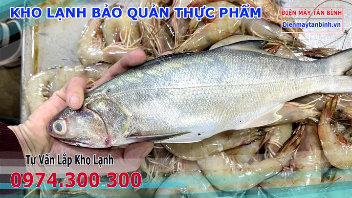 Xem Hình Ảnh Và Đặc Điểm Nhận Diện Cá Nhụ (cá Chéc) Cho Người Nội Trợ Xem Hình Ảnh Và Đặc Điểm Nhận Diện Cá Nhụ (cá Chéc) Cho Người Nội Trợ