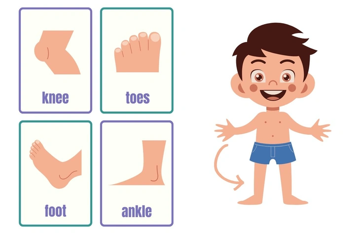 Hình Ảnh Các Bộ Phận Cơ Thể Con Người: Bộ Sưu Tập Đầy Đủ Cho Học Sinh, Sinh Viên & Người Yêu Thú Hình Ảnh Các Bộ Phận Cơ Thể Con Người: Bộ Sưu Tập Đầy Đủ Cho Học Sinh, Sinh Viên & Người Yêu Thú