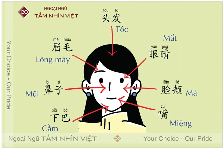 Hình Ảnh Các Bộ Phận Cơ Thể Con Người: Bộ Sưu Tập Đầy Đủ Cho Học Sinh, Sinh Viên & Người Yêu Thú Hình Ảnh Các Bộ Phận Cơ Thể Con Người: Bộ Sưu Tập Đầy Đủ Cho Học Sinh, Sinh Viên & Người Yêu Thú