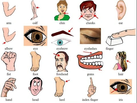 Hình Ảnh Các Bộ Phận Cơ Thể Con Người: Bộ Sưu Tập Đầy Đủ Cho Học Sinh, Sinh Viên & Người Yêu Thú Hình Ảnh Các Bộ Phận Cơ Thể Con Người: Bộ Sưu Tập Đầy Đủ Cho Học Sinh, Sinh Viên & Người Yêu Thú