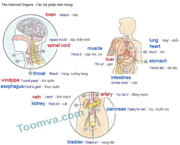 Hình Ảnh Các Bộ Phận Cơ Thể Con Người: Bộ Sưu Tập Đầy Đủ Cho Học Sinh, Sinh Viên & Người Yêu Thú Hình Ảnh Các Bộ Phận Cơ Thể Con Người: Bộ Sưu Tập Đầy Đủ Cho Học Sinh, Sinh Viên & Người Yêu Thú