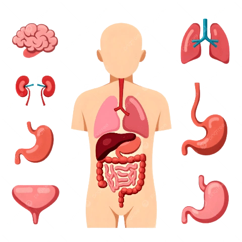 Hình Ảnh Các Bộ Phận Cơ Thể Con Người: Bộ Sưu Tập Đầy Đủ Cho Học Sinh, Sinh Viên & Người Yêu Thú Hình Ảnh Các Bộ Phận Cơ Thể Con Người: Bộ Sưu Tập Đầy Đủ Cho Học Sinh, Sinh Viên & Người Yêu Thú