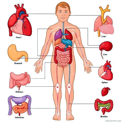 Hình Ảnh Các Bộ Phận Cơ Thể Con Người: Bộ Sưu Tập Đầy Đủ Cho Học Sinh, Sinh Viên & Người Yêu Thú Hình Ảnh Các Bộ Phận Cơ Thể Con Người: Bộ Sưu Tập Đầy Đủ Cho Học Sinh, Sinh Viên & Người Yêu Thú