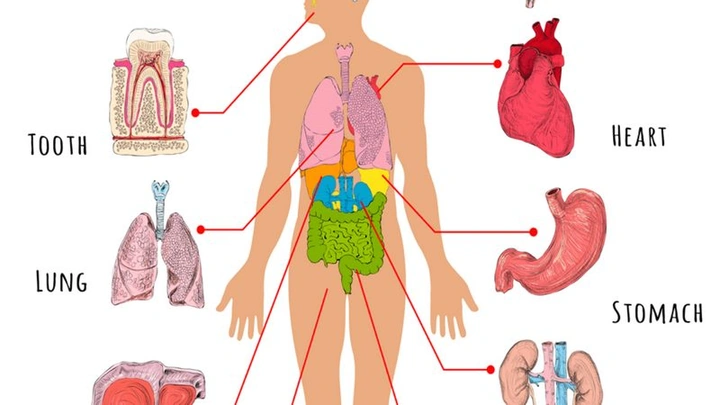 Hình Ảnh Các Bộ Phận Cơ Thể Con Người: Bộ Sưu Tập Đầy Đủ Cho Học Sinh, Sinh Viên & Người Yêu Thú Hình Ảnh Các Bộ Phận Cơ Thể Con Người: Bộ Sưu Tập Đầy Đủ Cho Học Sinh, Sinh Viên & Người Yêu Thú
