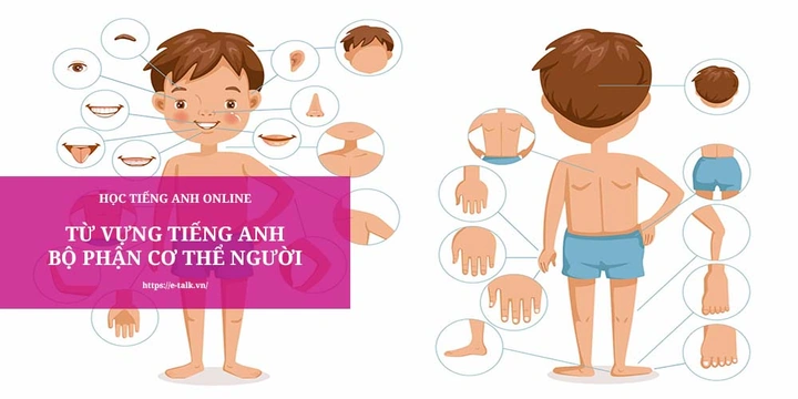 Hình Ảnh Các Bộ Phận Cơ Thể Con Người: Bộ Sưu Tập Đầy Đủ Cho Học Sinh, Sinh Viên & Người Yêu Thú Hình Ảnh Các Bộ Phận Cơ Thể Con Người: Bộ Sưu Tập Đầy Đủ Cho Học Sinh, Sinh Viên & Người Yêu Thú