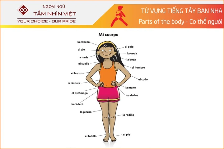 Hình Ảnh Các Bộ Phận Cơ Thể Con Người: Bộ Sưu Tập Đầy Đủ Cho Học Sinh, Sinh Viên & Người Yêu Thú Hình Ảnh Các Bộ Phận Cơ Thể Con Người: Bộ Sưu Tập Đầy Đủ Cho Học Sinh, Sinh Viên & Người Yêu Thú