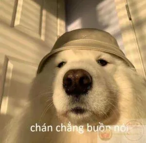 Tải Xuống Hình Ảnh Cạn Lời (meme Bất Lực) Hài Hước Nhất Cho Giới Trẻ Tải Xuống Hình Ảnh Cạn Lời (meme Bất Lực) Hài Hước Nhất Cho Giới Trẻ