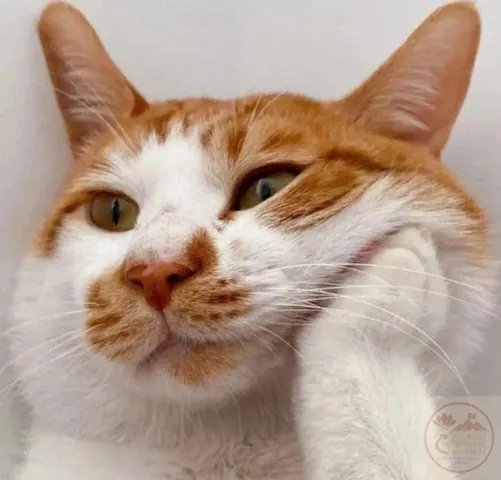 Tải Xuống Hình Ảnh Cạn Lời (meme Bất Lực) Hài Hước Nhất Cho Giới Trẻ Tải Xuống Hình Ảnh Cạn Lời (meme Bất Lực) Hài Hước Nhất Cho Giới Trẻ