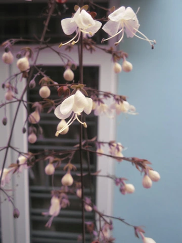 Phân Tích Sâu Hình Ảnh Cánh Buồm Trong Thơ “quê Hương” – Ý Nghĩa, Biện Pháp Tu Từ Và Cách Cảm Nhận Cho Học Sinh Lớp 8