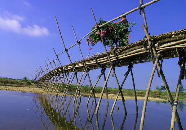 Chiêm Ngưỡng Hình Ảnh Cầu Tre Ý Nghĩa Cho Độc Giả Yêu Quê Hương Qua Cây Tre