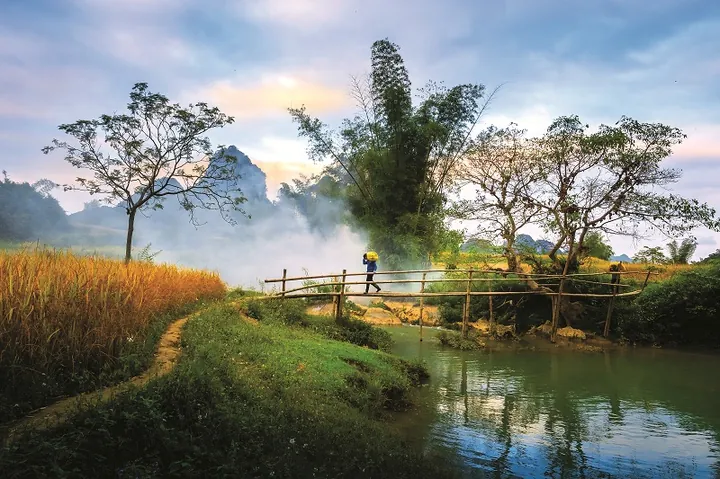 Chiêm Ngưỡng Hình Ảnh Cầu Tre Ý Nghĩa Cho Độc Giả Yêu Quê Hương Qua Cây Tre
