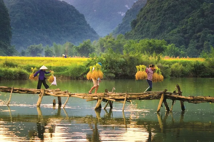 Chiêm Ngưỡng Hình Ảnh Cầu Tre Ý Nghĩa Cho Độc Giả Yêu Quê Hương Qua Cây Tre