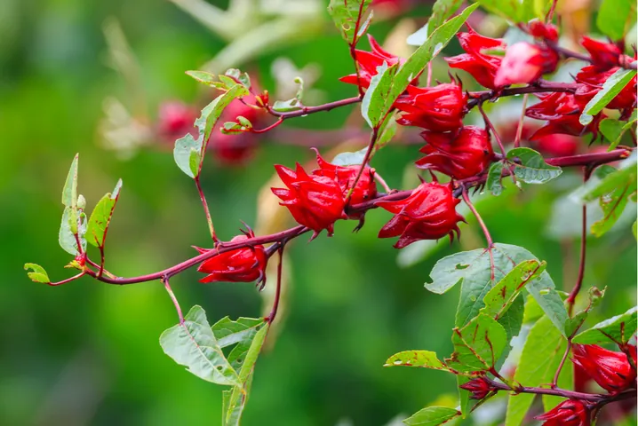 Xem Hình Ảnh Cây Atiso (đỏ & Xanh) Và Đặc Điểm Nhận Diện Dành Cho Người Quan Tâm Xem Hình Ảnh Cây Atiso (đỏ & Xanh) Và Đặc Điểm Nhận Diện Dành Cho Người Quan Tâm