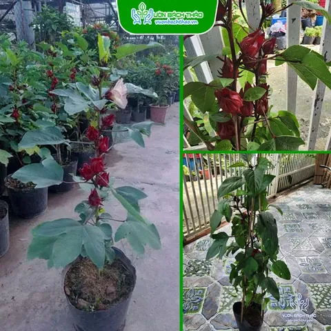Xem Hình Ảnh Cây Atiso (đỏ & Xanh) Và Đặc Điểm Nhận Diện Dành Cho Người Quan Tâm Xem Hình Ảnh Cây Atiso (đỏ & Xanh) Và Đặc Điểm Nhận Diện Dành Cho Người Quan Tâm
