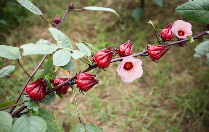 Xem Hình Ảnh Cây Atiso (đỏ & Xanh) Và Đặc Điểm Nhận Diện Dành Cho Người Quan Tâm Xem Hình Ảnh Cây Atiso (đỏ & Xanh) Và Đặc Điểm Nhận Diện Dành Cho Người Quan Tâm