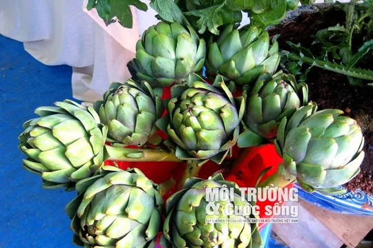 Xem Hình Ảnh Cây Atiso (đỏ & Xanh) Và Đặc Điểm Nhận Diện Dành Cho Người Quan Tâm Xem Hình Ảnh Cây Atiso (đỏ & Xanh) Và Đặc Điểm Nhận Diện Dành Cho Người Quan Tâm