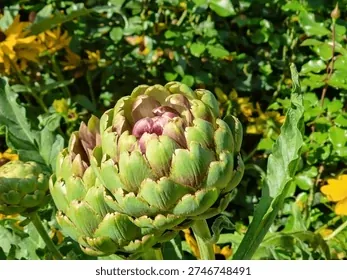 Xem Hình Ảnh Cây Atiso (đỏ & Xanh) Và Đặc Điểm Nhận Diện Dành Cho Người Quan Tâm Xem Hình Ảnh Cây Atiso (đỏ & Xanh) Và Đặc Điểm Nhận Diện Dành Cho Người Quan Tâm