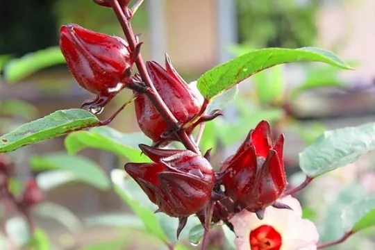 Xem Hình Ảnh Cây Atiso (đỏ & Xanh) Và Đặc Điểm Nhận Diện Dành Cho Người Quan Tâm Xem Hình Ảnh Cây Atiso (đỏ & Xanh) Và Đặc Điểm Nhận Diện Dành Cho Người Quan Tâm
