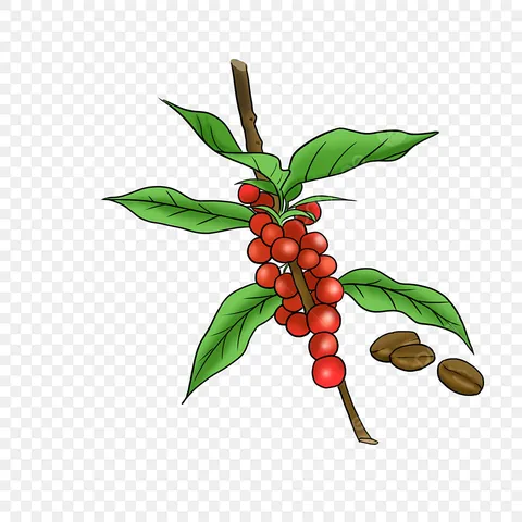 Tải Xuống Hình Ảnh Cây Cafe Đa Dạng (thực Tế, Vector, Png) Và Tìm Hiểu Đặc Điểm Cho Người Yêu Cà Phê Tải Xuống Hình Ảnh Cây Cafe Đa Dạng (thực Tế, Vector, Png) Và Tìm Hiểu Đặc Điểm Cho Người Yêu Cà Phê
