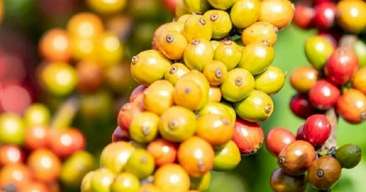 Tải Xuống Hình Ảnh Cây Cafe Đa Dạng (thực Tế, Vector, Png) Và Tìm Hiểu Đặc Điểm Cho Người Yêu Cà Phê Tải Xuống Hình Ảnh Cây Cafe Đa Dạng (thực Tế, Vector, Png) Và Tìm Hiểu Đặc Điểm Cho Người Yêu Cà Phê