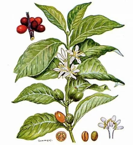Tải Xuống Hình Ảnh Cây Cafe Đa Dạng (thực Tế, Vector, Png) Và Tìm Hiểu Đặc Điểm Cho Người Yêu Cà Phê Tải Xuống Hình Ảnh Cây Cafe Đa Dạng (thực Tế, Vector, Png) Và Tìm Hiểu Đặc Điểm Cho Người Yêu Cà Phê