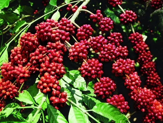 Tải Xuống Hình Ảnh Cây Cafe Đa Dạng (thực Tế, Vector, Png) Và Tìm Hiểu Đặc Điểm Cho Người Yêu Cà Phê Tải Xuống Hình Ảnh Cây Cafe Đa Dạng (thực Tế, Vector, Png) Và Tìm Hiểu Đặc Điểm Cho Người Yêu Cà Phê