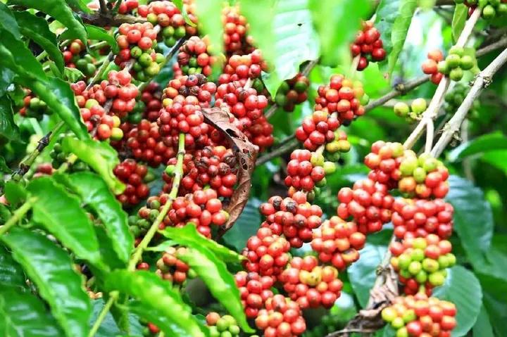 Tải Xuống Hình Ảnh Cây Cafe Đa Dạng (thực Tế, Vector, Png) Và Tìm Hiểu Đặc Điểm Cho Người Yêu Cà Phê Tải Xuống Hình Ảnh Cây Cafe Đa Dạng (thực Tế, Vector, Png) Và Tìm Hiểu Đặc Điểm Cho Người Yêu Cà Phê