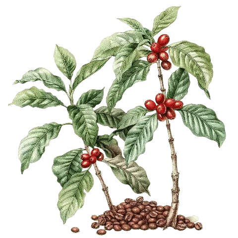 Tải Xuống Hình Ảnh Cây Cafe Đa Dạng (thực Tế, Vector, Png) Và Tìm Hiểu Đặc Điểm Cho Người Yêu Cà Phê Tải Xuống Hình Ảnh Cây Cafe Đa Dạng (thực Tế, Vector, Png) Và Tìm Hiểu Đặc Điểm Cho Người Yêu Cà Phê