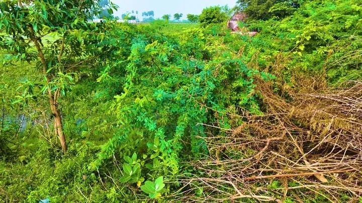 Khám Phá Hình Ảnh Cây Đay Và Đặc Điểm Nhận Diện Từ Thân, Lá Đến Hoa Dành Cho Người Mới Khám Phá Hình Ảnh Cây Đay Và Đặc Điểm Nhận Diện Từ Thân, Lá Đến Hoa Dành Cho Người Mới