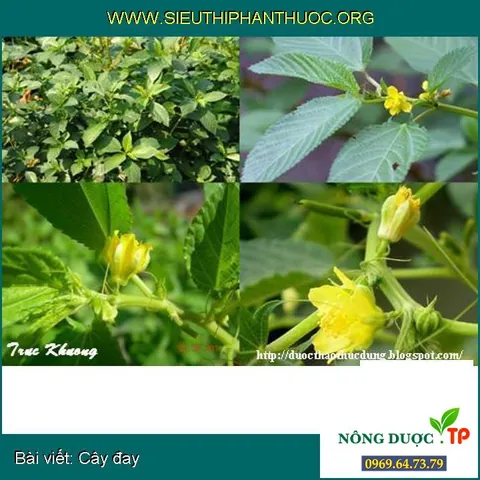 Khám Phá Hình Ảnh Cây Đay Và Đặc Điểm Nhận Diện Từ Thân, Lá Đến Hoa Dành Cho Người Mới Khám Phá Hình Ảnh Cây Đay Và Đặc Điểm Nhận Diện Từ Thân, Lá Đến Hoa Dành Cho Người Mới