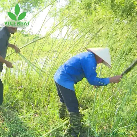 Khám Phá Hình Ảnh Cây Đay Và Đặc Điểm Nhận Diện Từ Thân, Lá Đến Hoa Dành Cho Người Mới Khám Phá Hình Ảnh Cây Đay Và Đặc Điểm Nhận Diện Từ Thân, Lá Đến Hoa Dành Cho Người Mới
